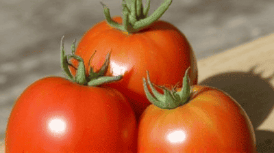 From Lab to Table: The Journey of a Genetically Modified Tomato