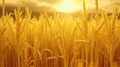 Golden Rice and Vitamin A Deficiency: Can GMOs Solve Malnutrition?