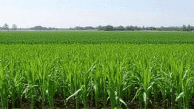 How Cover Crops Can Save Farms—And the Environment