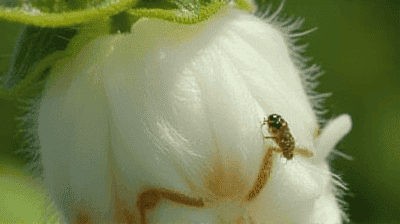 The Science Behind Bt Cotton: How Genetic Engineering Fights Pests Naturally